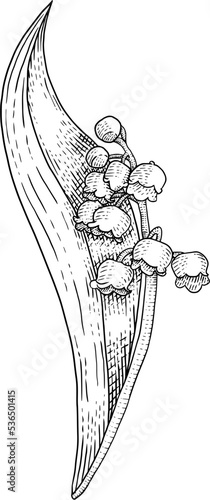 Lily of the valley hand drawn line art engraving style