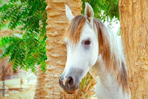 Arabian horse with palm trees and green scenerie photo