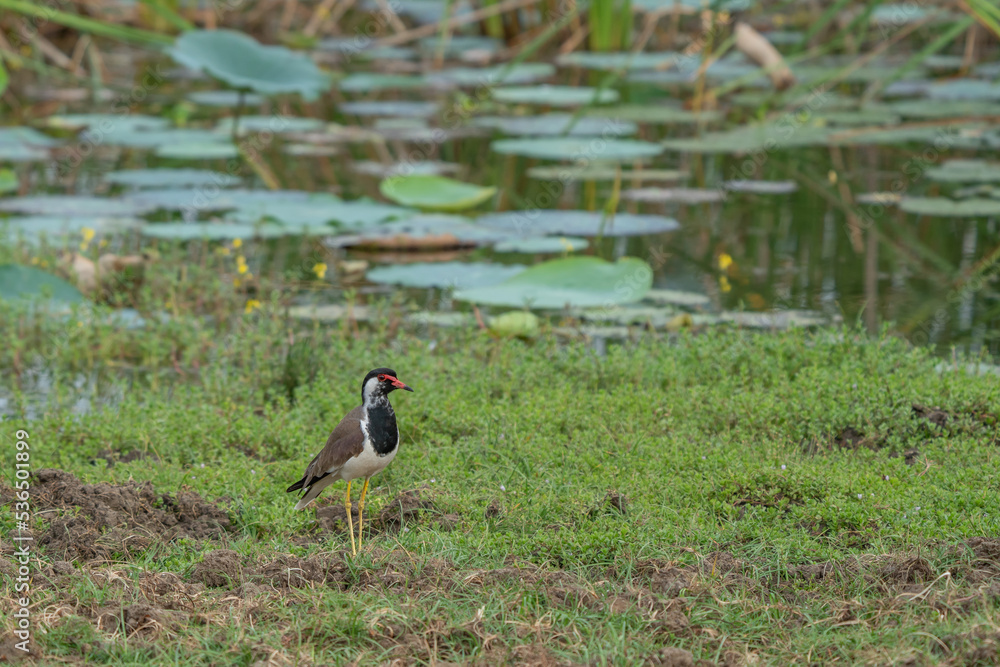 Southern lapwing on the grass. Typical bird of South America, also called Tero (Vanellus Chilensis) Southern lapwing on the grass. Typical bird of South America, also called Tero (Vanellus Chilensis)