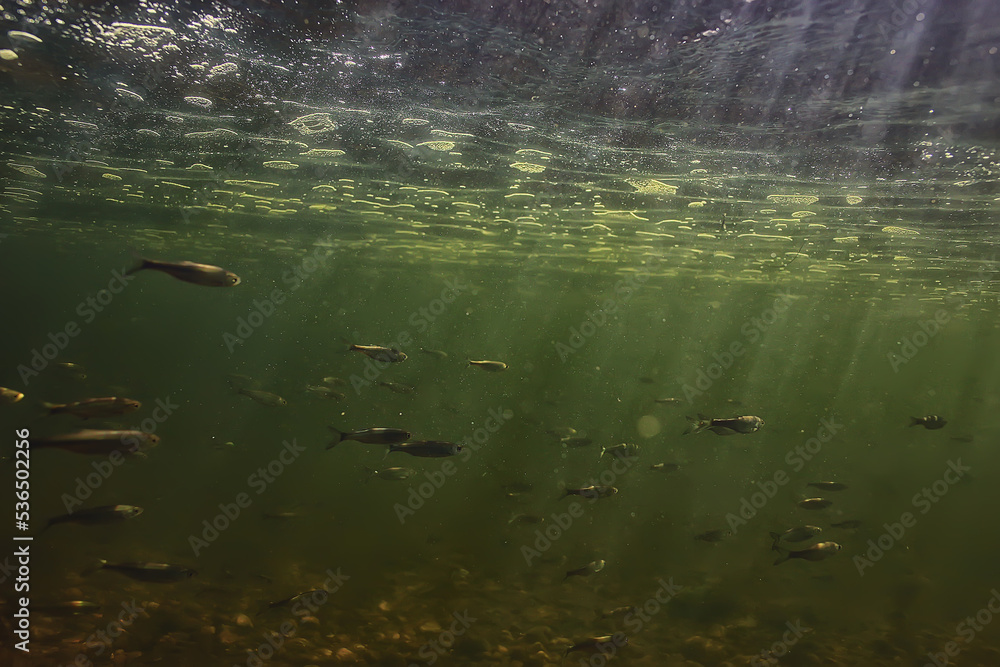 flock of small fish underwater, freshwater bleak fish anchovy seascape flock of small fish underwater, freshwater bleak fish anchovy seascape