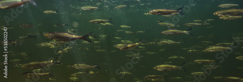 flock of small fish underwater, freshwater bleak fish anchovy seascape photo