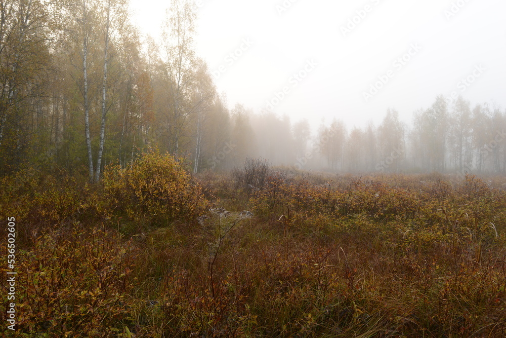 Autumn landscape of a foggy dawn on swamp surrounded by birch trees in yellow leaves