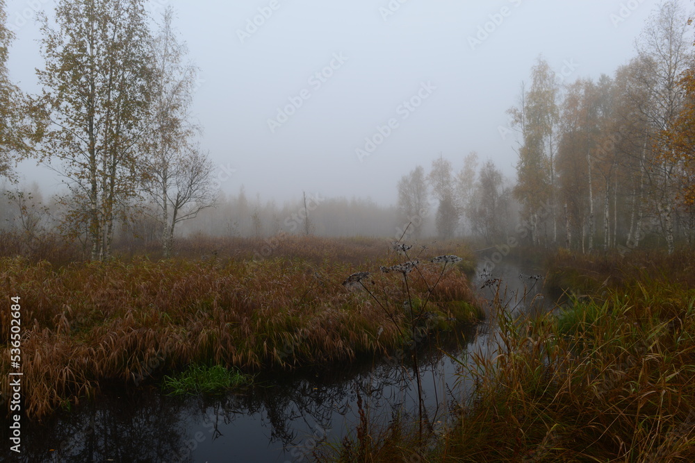 Autumn landscape of a foggy dawn on the swampy banks of a forest river in a spider web on plant with birch trees in autumn yellow leaves