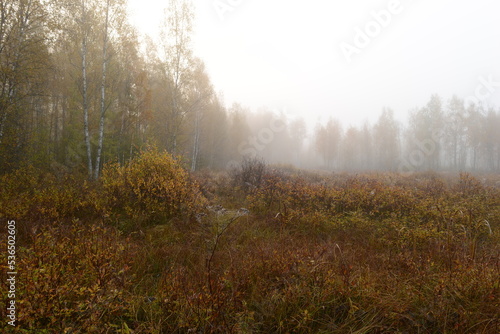 Obraz na płótnie Autumn landscape of a foggy dawn on swamp surrounded by birch trees in yellow leaves w salonie