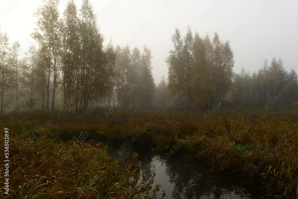Autumn landscape of a foggy early morning on wetland of riverbanks of a forest river with birch trees in fall yellow leaves