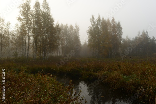Obraz na płótnie Autumn landscape of a foggy early morning on wetland of riverbanks of a forest river with birch trees in fall yellow leaves w salonie