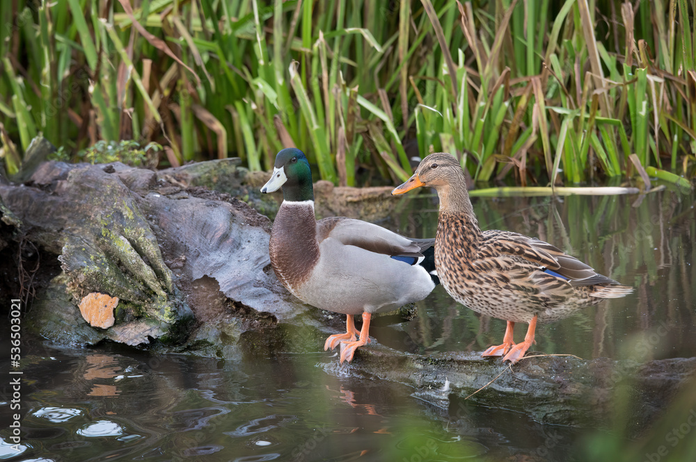 Mallard ducks in local pond Mallard ducks in local pond