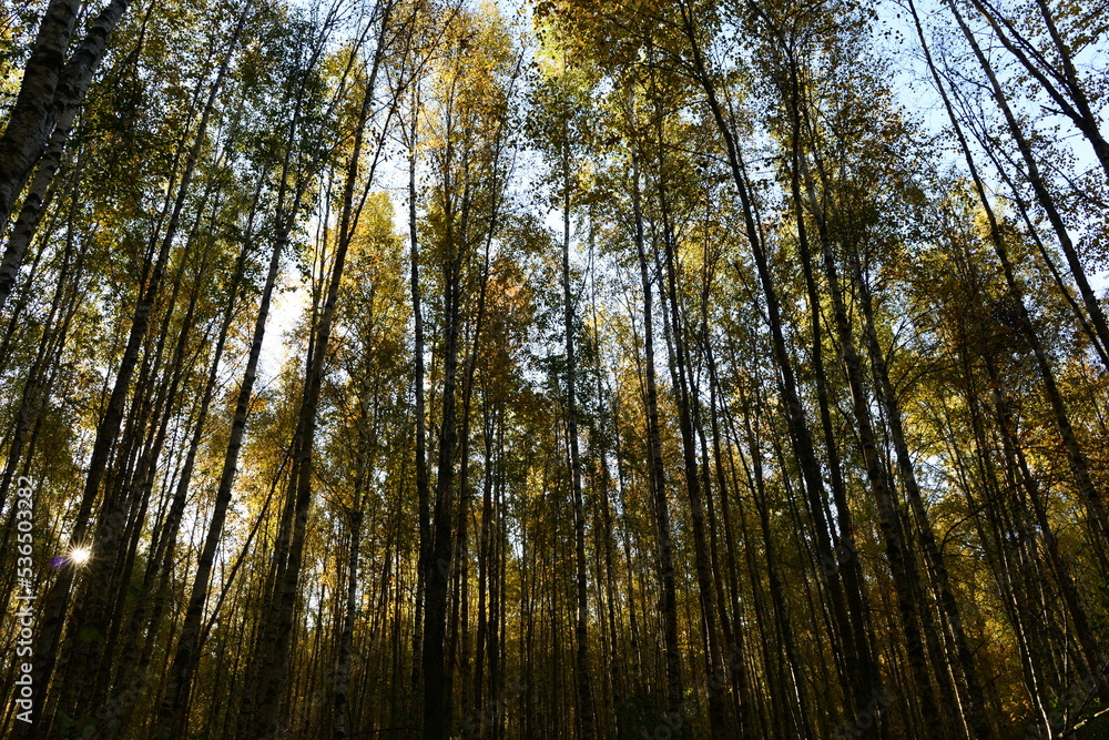 Autumn forest in the sunlight of the morning sun between birch tree trunks