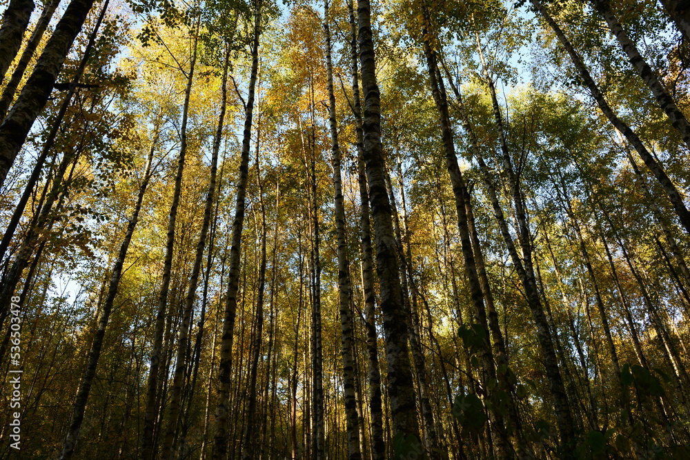 Autumn leaf colors birch forest in beautiful yellow color on the blue background sky in the morning sunlight