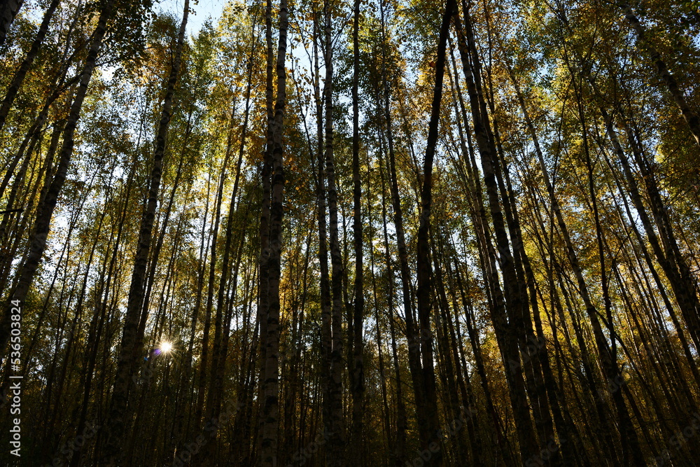 Autumn leaf colors the mystery birch forest in the picturesque yellow against the blue sky in bright sunbeams in the early morning
