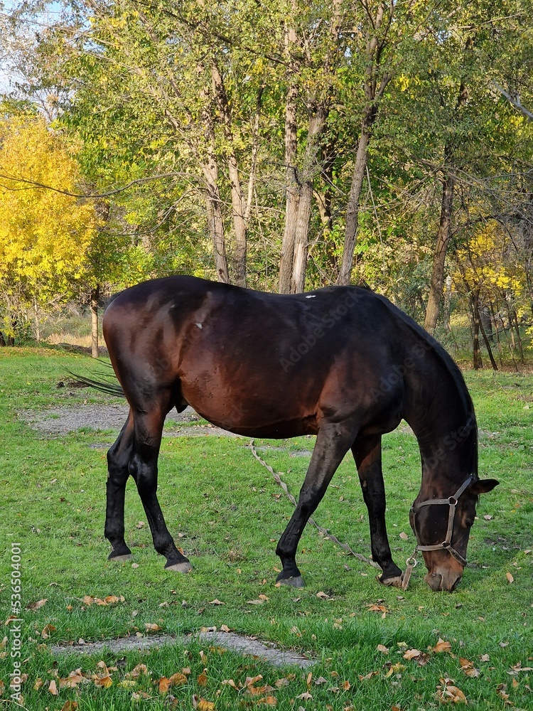 the horse eats grass on the lawn in the forest the horse eats grass on the lawn in the forest