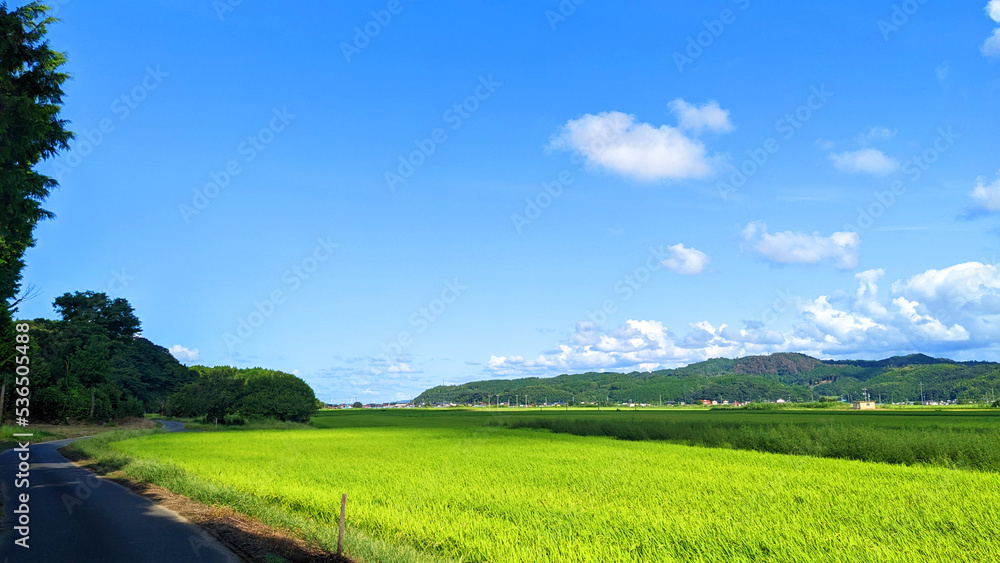山間の水田 - 雲と青空（鳥取県 北栄町 - Hokuei Town,Tottori Pref.)  [ paddy field of Mountainous region ]
