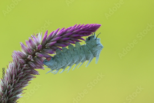 white caterpillar on a beautiful flower on a green background