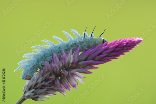 white caterpillar on a beautiful flower on a green background