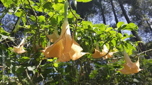 Brugmansia or angel's trumpet is a poisonous flower that is harmful to humans photo