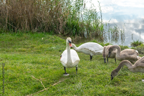 swans on the river