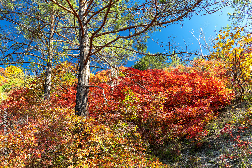 Herbstlich gefärbte Perückensträuche auf den Sonnenbergen in Jena Herbstlich gefärbte Perückensträuche auf den Sonnenbergen in Jena
