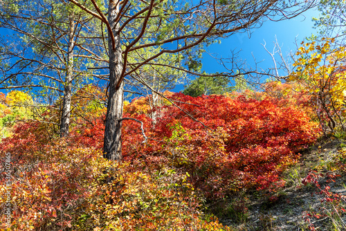 Herbstlich gefärbte Perückensträuche auf den Sonnenbergen in Jena