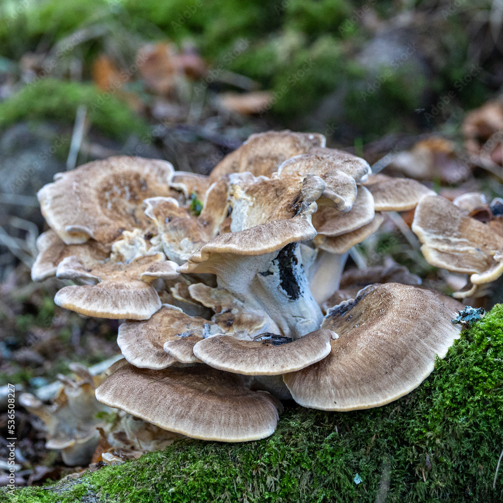 Large flat white mushrooms. Wild. Large flat white mushrooms. Wild.