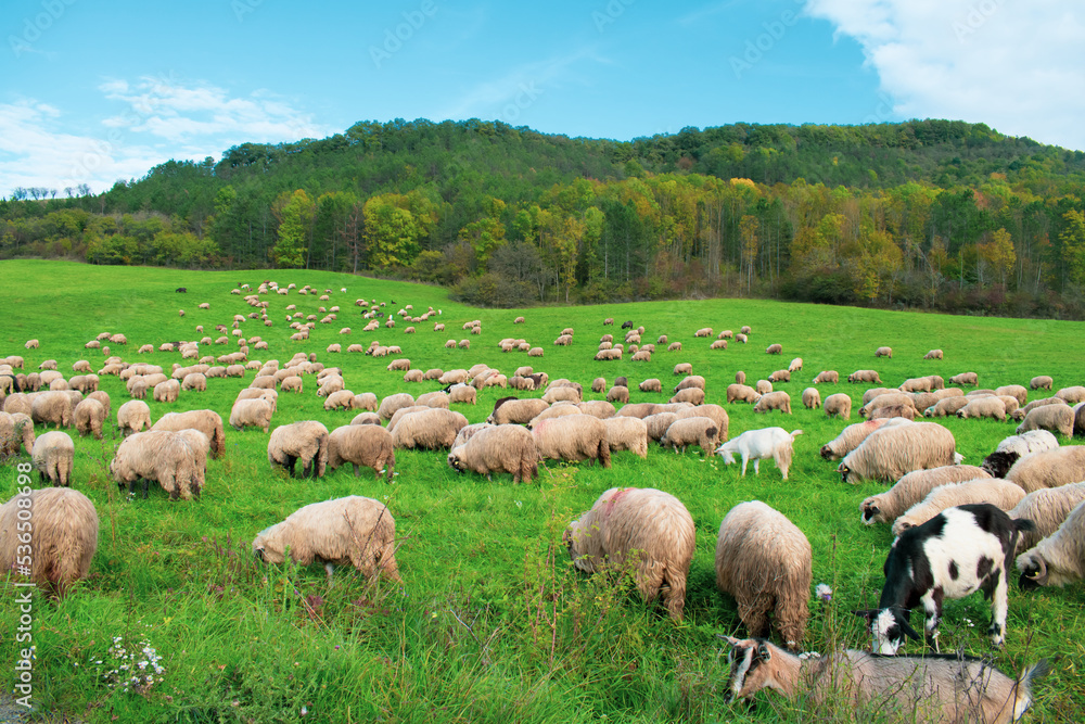 Fototapeta premium herd of sheep