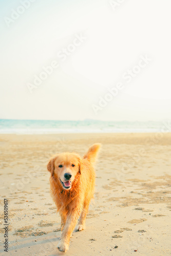 Golden retriever playing in the water on the beach,dog breeds on summer vacation