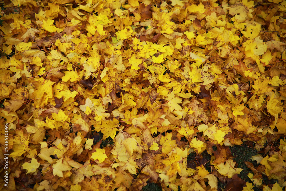 Beautiful autumn landscape with yellow trees and sun. Colorful foliage in the park. Falling leaves natural background Beautiful autumn landscape with yellow trees and sun. Colorful foliage in the park. Falling leaves natural background