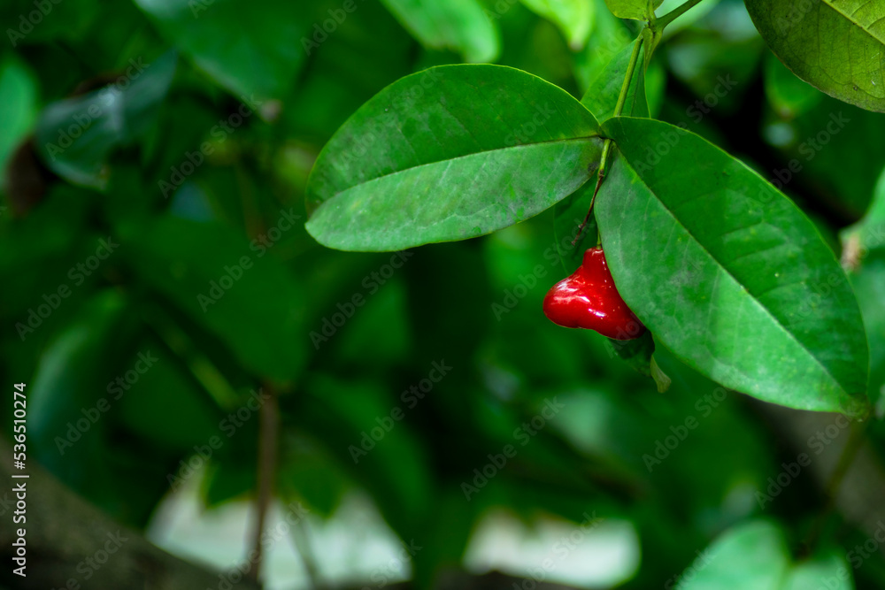 Beautiful rose apple fruit in the garden, suitable for background Beautiful rose apple fruit in the garden, suitable for background