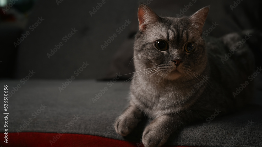Imaged of lovely tabby cat is lying on comfortable couch. Domestic life animals concept