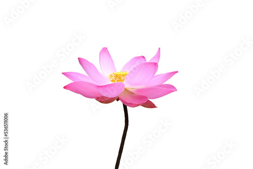 Isolated image of a naturally beautiful pink lotus flower to be used as a background or texture.