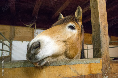 ein Pferd im Stall kaut an einem Strohhalm