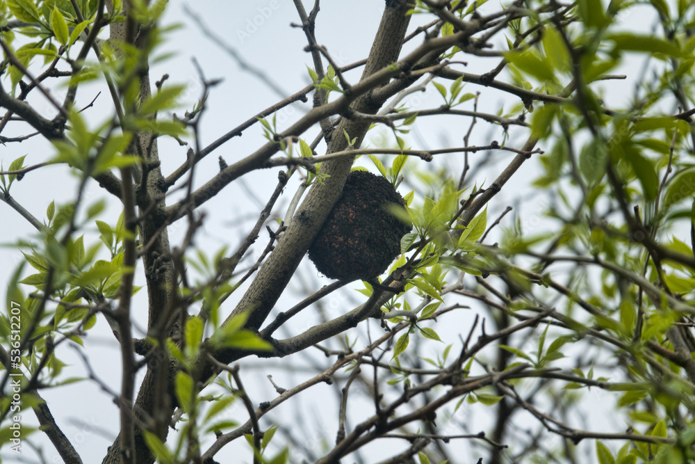 Forest pathology (phytopathology). Gall apple. Bacterial tumor of