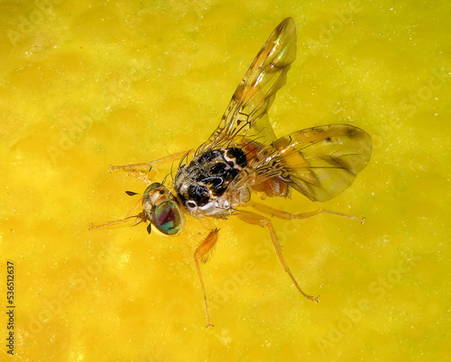 Mediterranean fruit fly or medfly, Ceratitis capitata (Diptera: Tephritidae) is the dangerous pest of citrus trees in the Mediterranean Basin photo