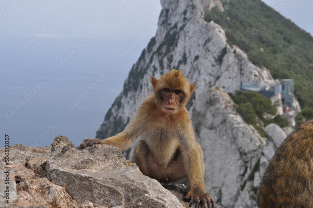 Naklejka premium Monkeys of Gibraltar