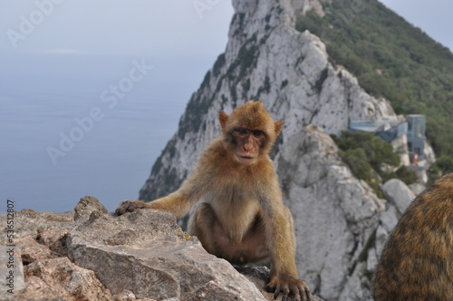 Monkeys of Gibraltar © Alejandro D