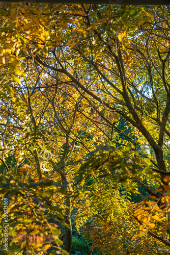 Blasenesche mit Herbstlaub