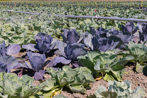 Closeup Arable field with differint kinds of cabbage like Red cabbage, Green cabbage and Cauliflower growing in different strokes in North Holland in the Netherlands photo