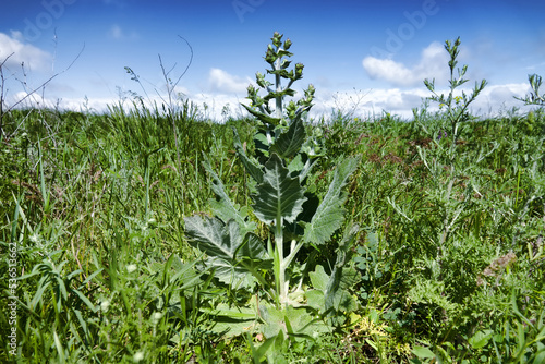 Ethiopian Sage (Salvia aethiopis) yonng plant on a long-term field wasteland in the steppe. Crimea, Kerch Peninsula. The object of traditional medicine and honey plant photo