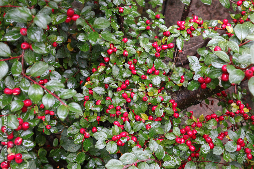Scheinbeere, Mispel, Hecke, Garten, Beeren, Früchte Scheinbeere, Mispel, Hecke, Garten, Beeren, Früchte