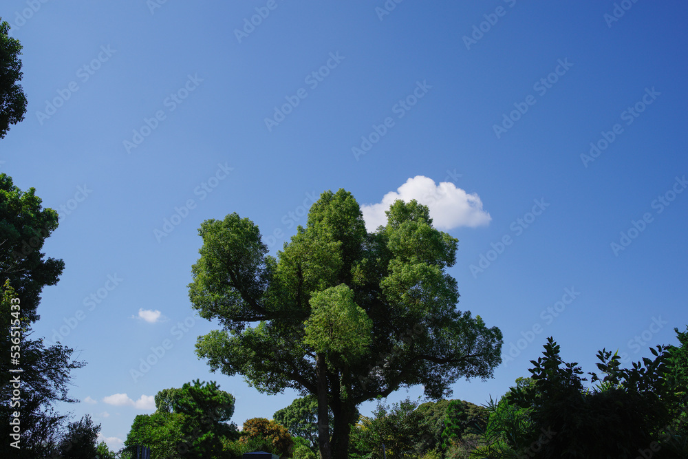 Obraz premium ぽっかりと浮かんだ雲