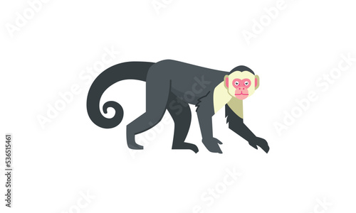 White-faced capuchin monkey (Cebus capucinus) american native animal, flat vector illustration isolated on white background