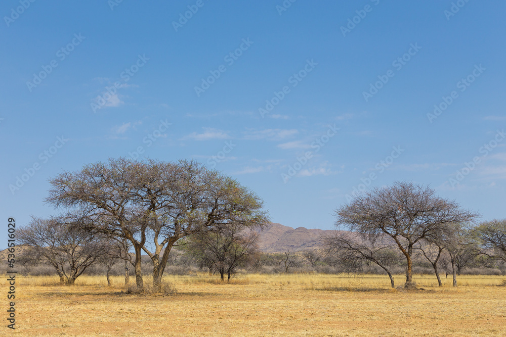 African savannah during a hot day. Namibia. African savannah during a hot day. Namibia.