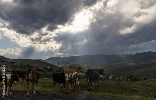 Cows in mountains in Armenia