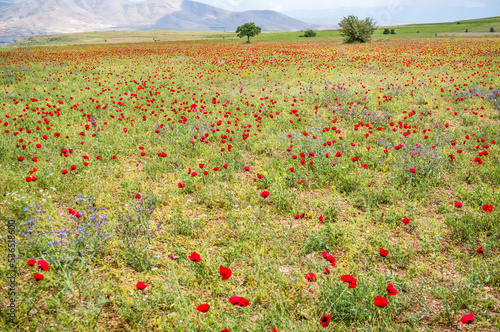 Mohnfelder, Mohnblüte, Mohnblumen 
