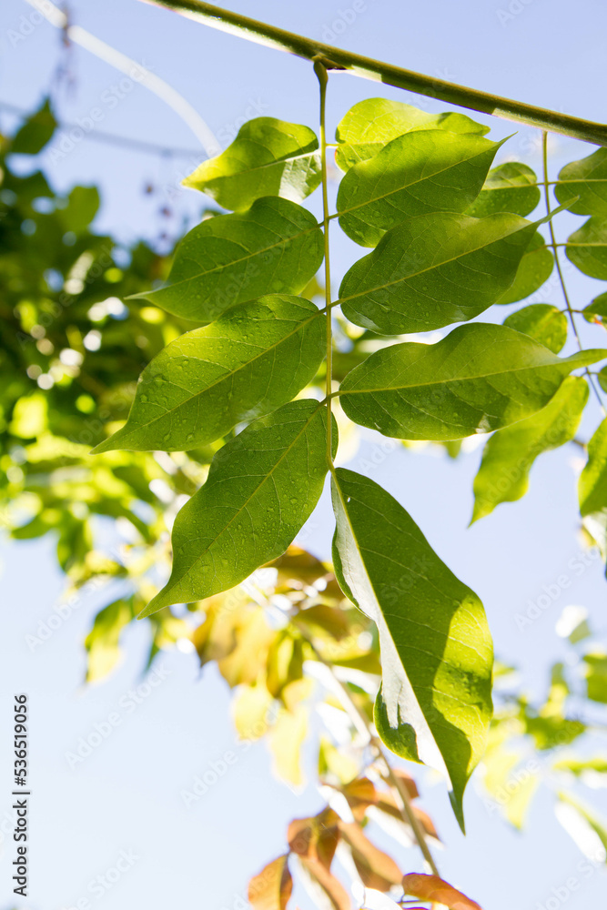 Wisteria leaves seen against blue sky with drops of rain still visible, in the morning light Wisteria leaves seen against blue sky with drops of rain still visible, in the morning light
