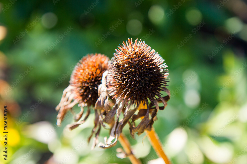 The Echinacea after blooming in late summer in a garden The Echinacea after blooming in late summer in a garden