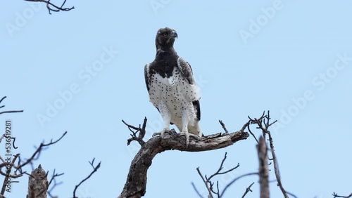 A majestic Martial Eagle sits on a bare tree branch against a blue sky and then flies off. photo