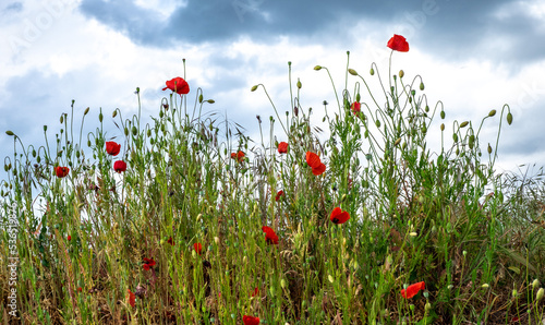  Mohnblüte, Mohnblumen 