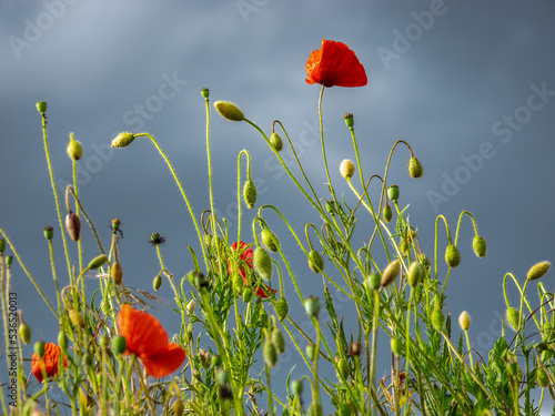  Mohnblüte, Mohnblumen 