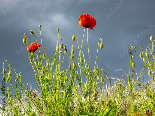  Mohnblüte, Mohnblumen 
