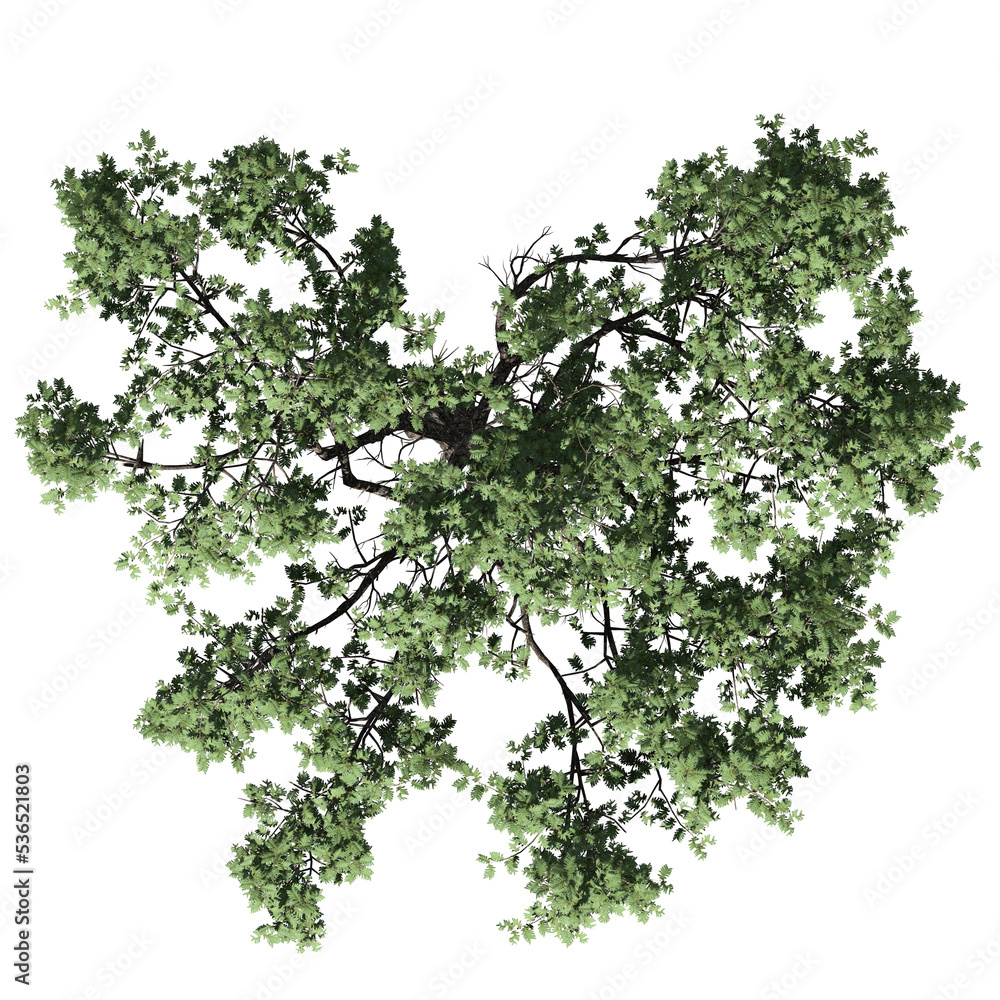 Acacia Tree – Isolated Plan View Acacia Tree – Isolated Plan View